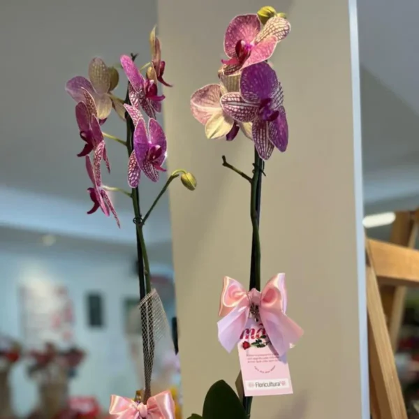 Orquídea para Presente de Dia das Mães - Image 2